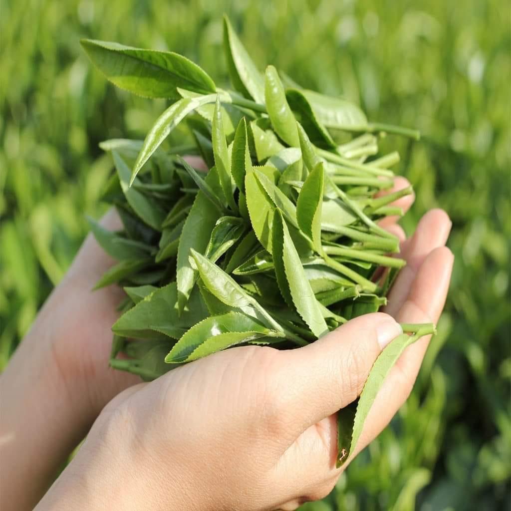 THE BEST NATURAL TEA LEAVES